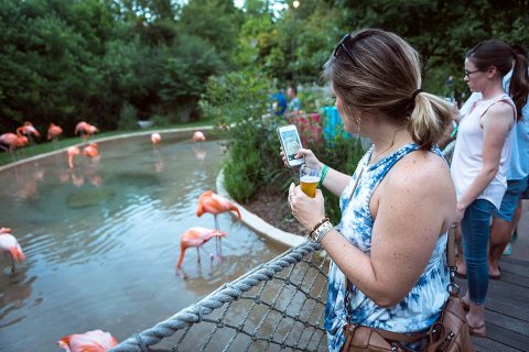 September Sips at the Nashville Zoo will provide social distancing fun. (Nathan Zucker)